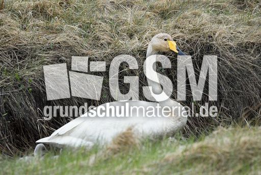 Singschwan (1 von 16).jpg